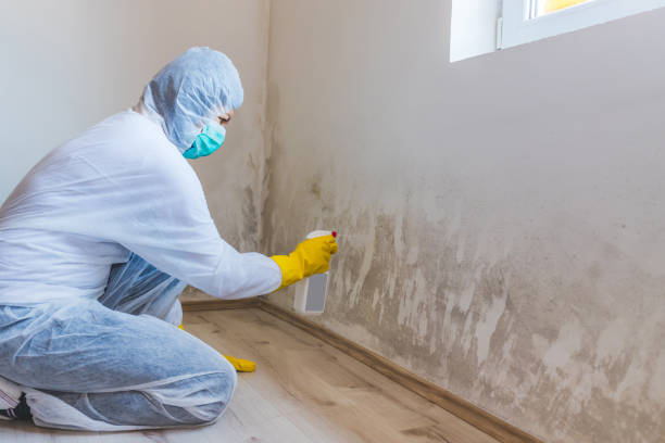 Licensed Commercial Mold Remediation service in Silver Spring, MD - Car Mold Remediation