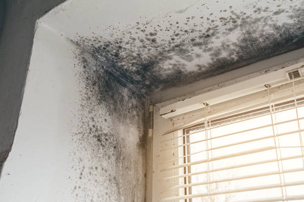Affordable Commercial Mold Remediation solutions in Silver Spring, MD